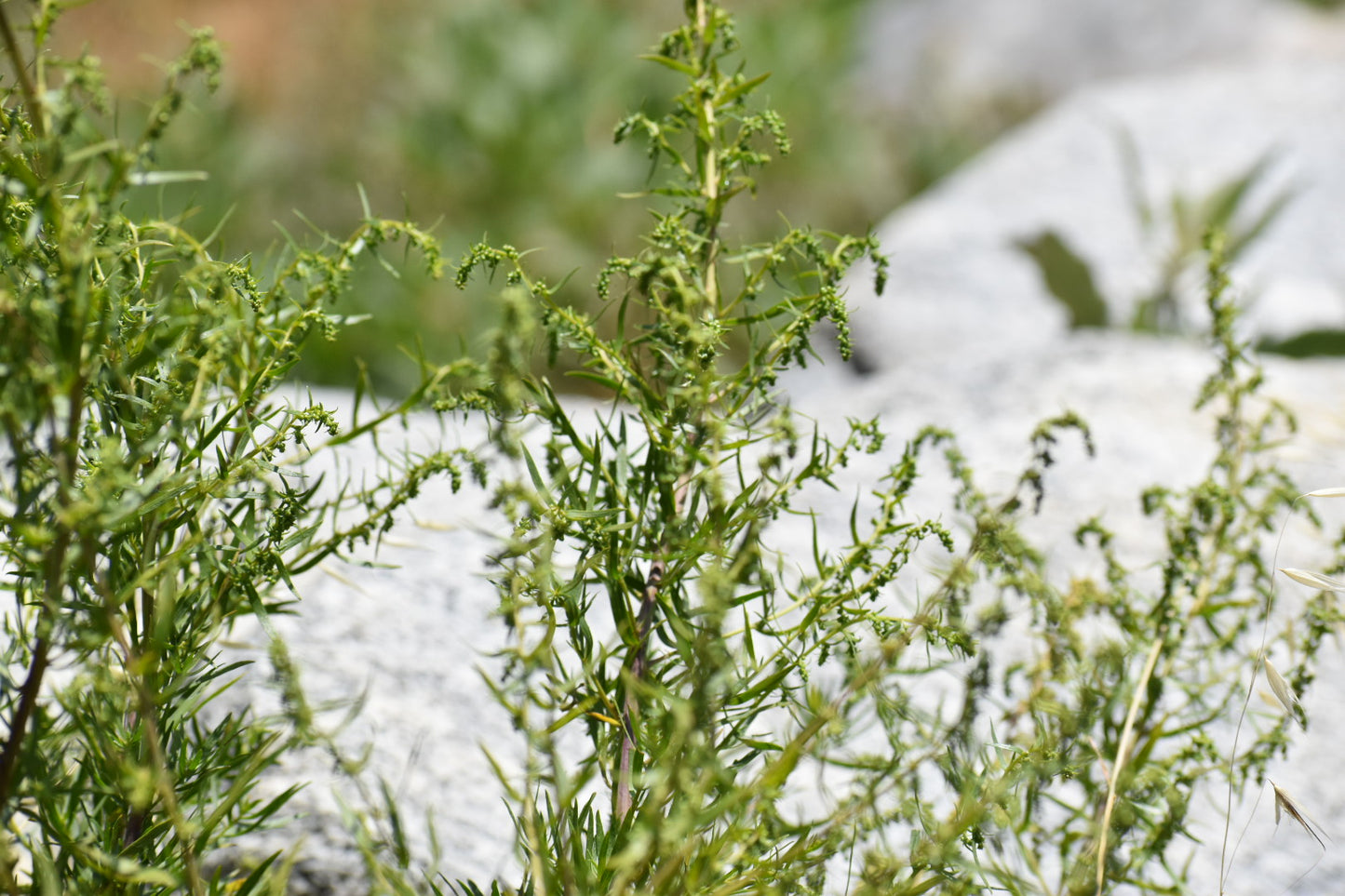 California Tarragon