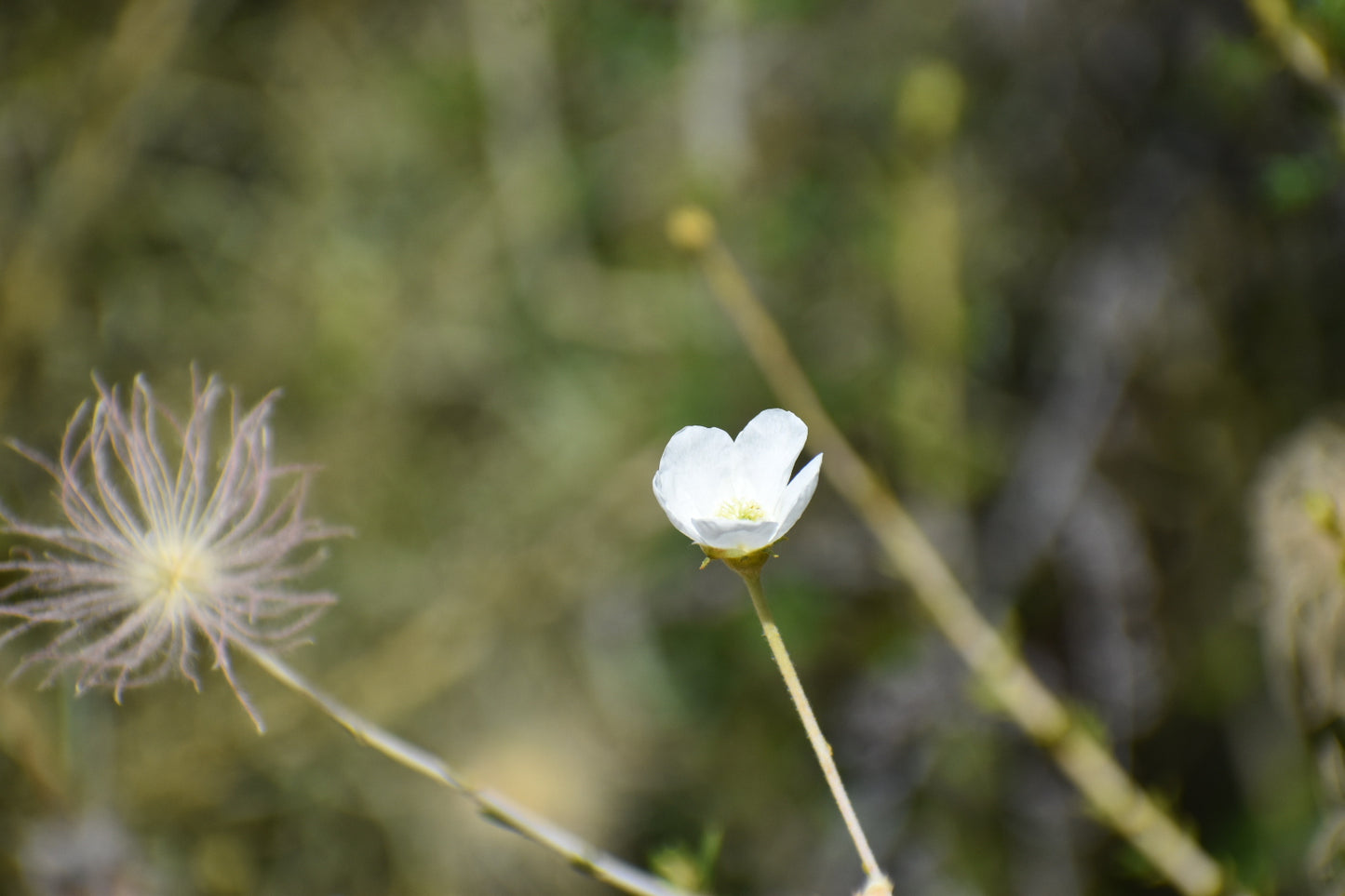 Apache plume