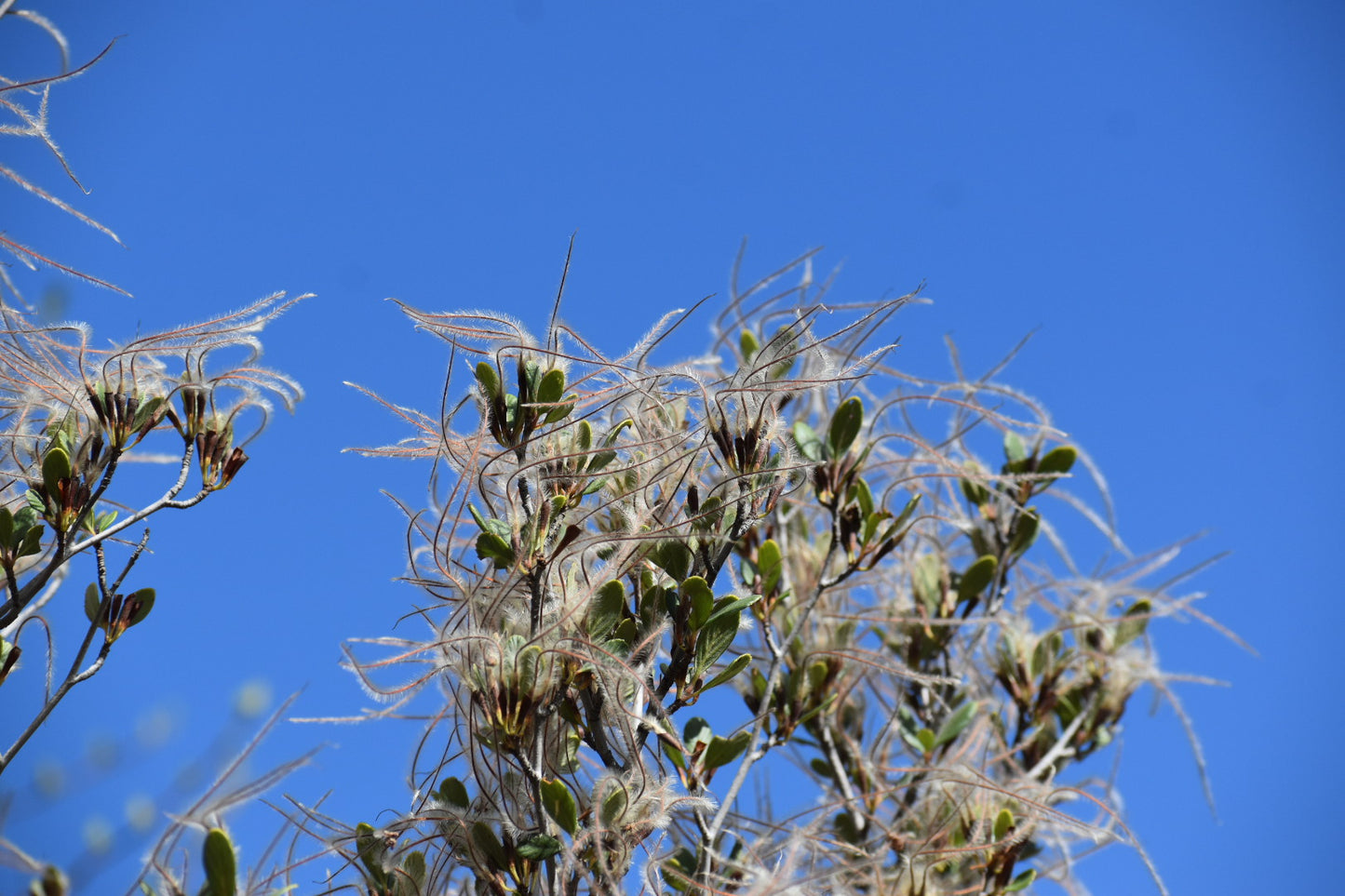 Mountain mahogany