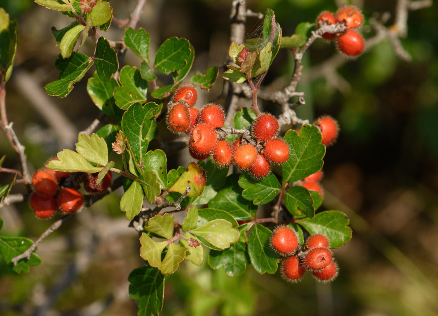 Basket bush