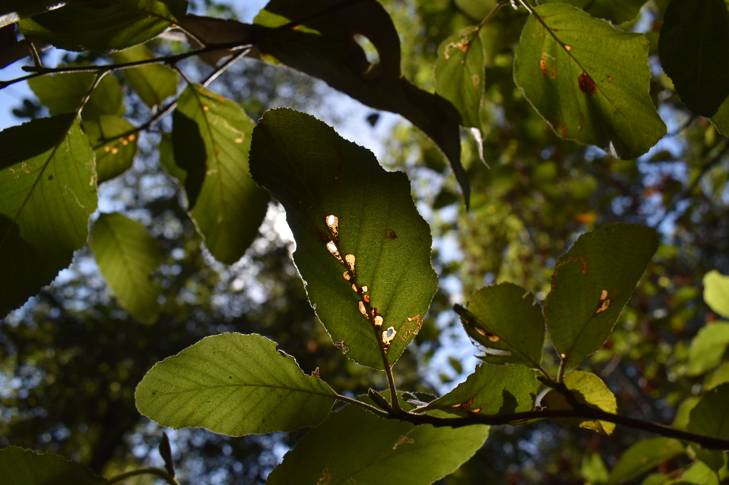 White alder