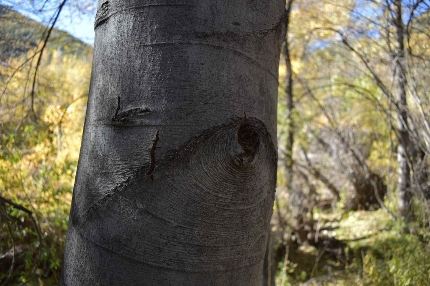 White alder