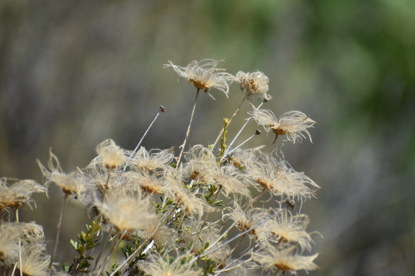 Apache plume
