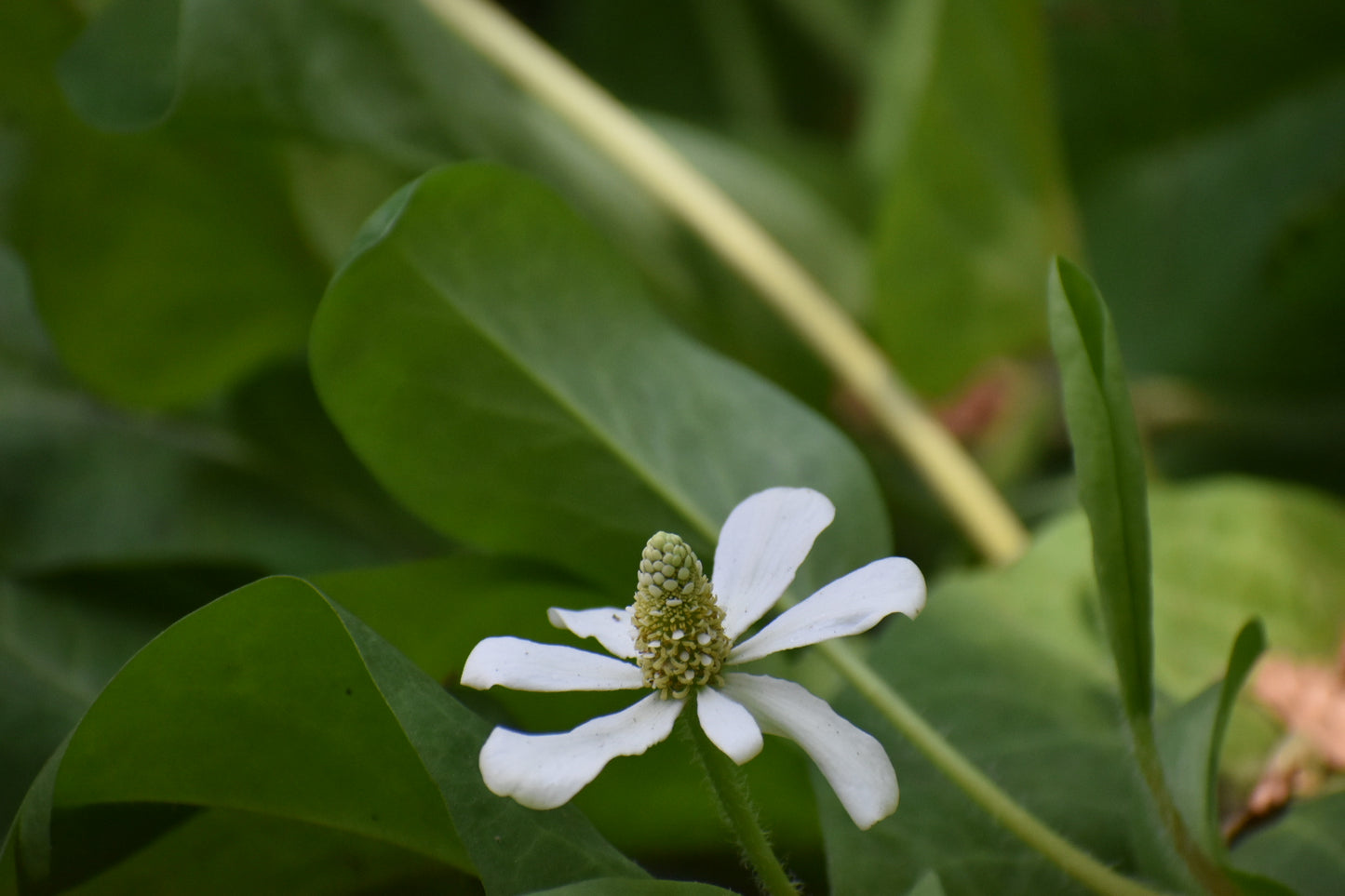 Yerba Mansa