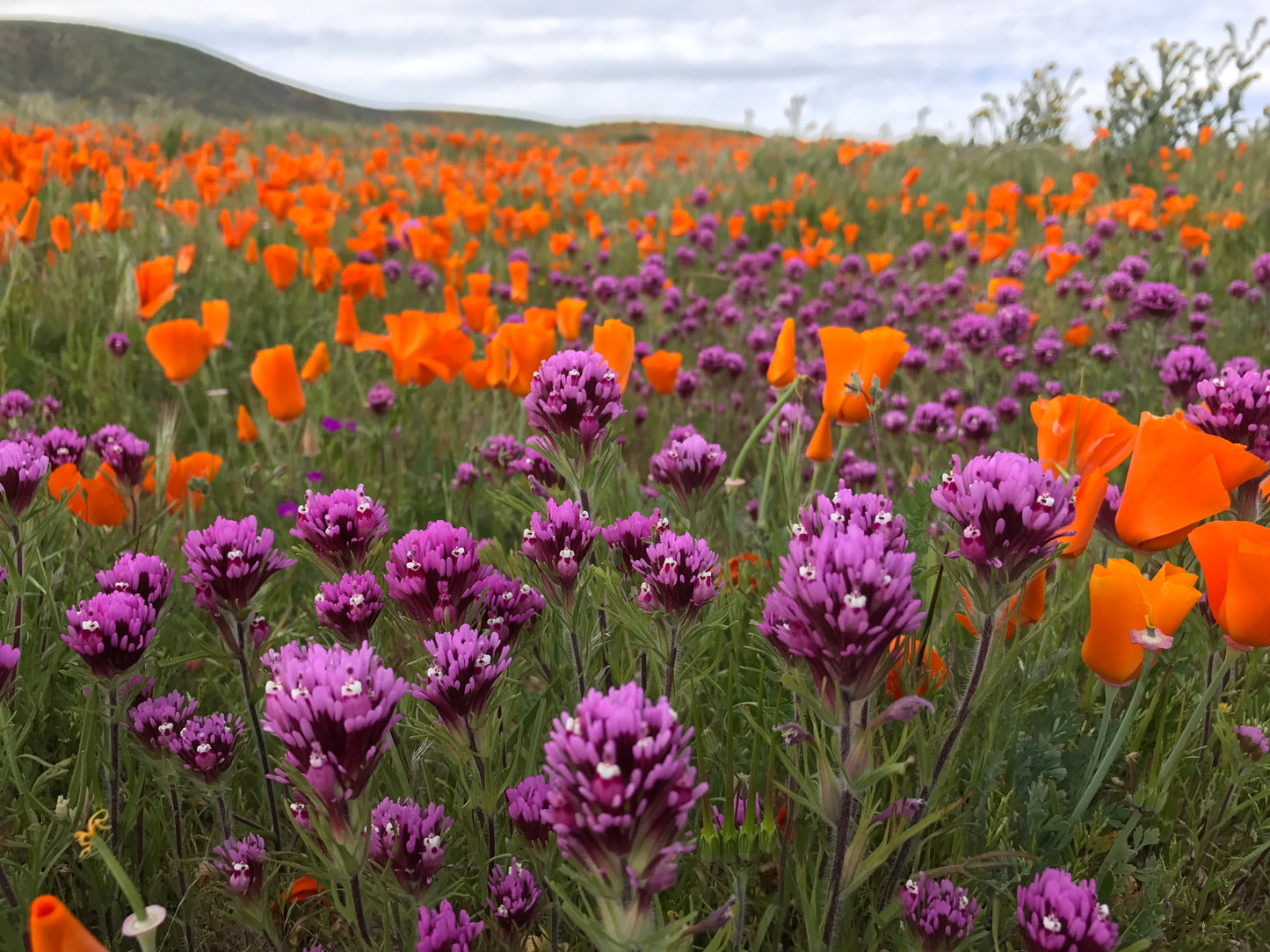 Purple Owl’s clover