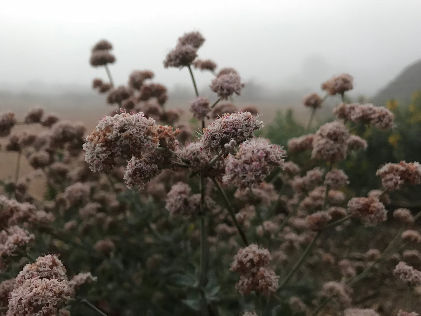 Ashy leaf buckwheat
