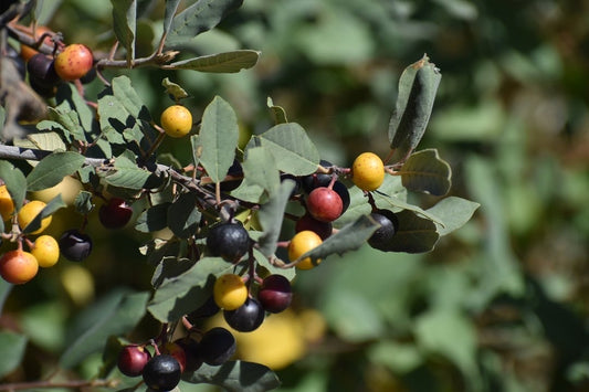 Coffeeberry