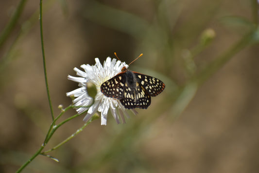 Cliff aster