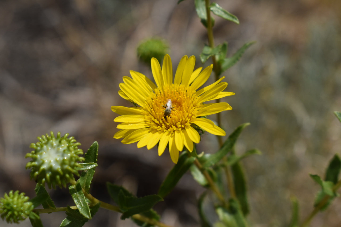 Common gum plant