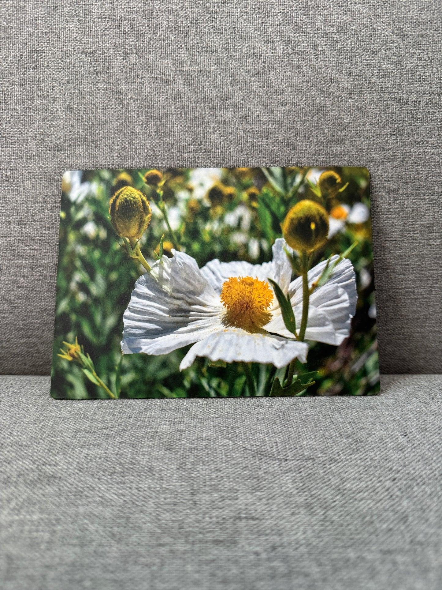 Magnet, Matilija poppy.