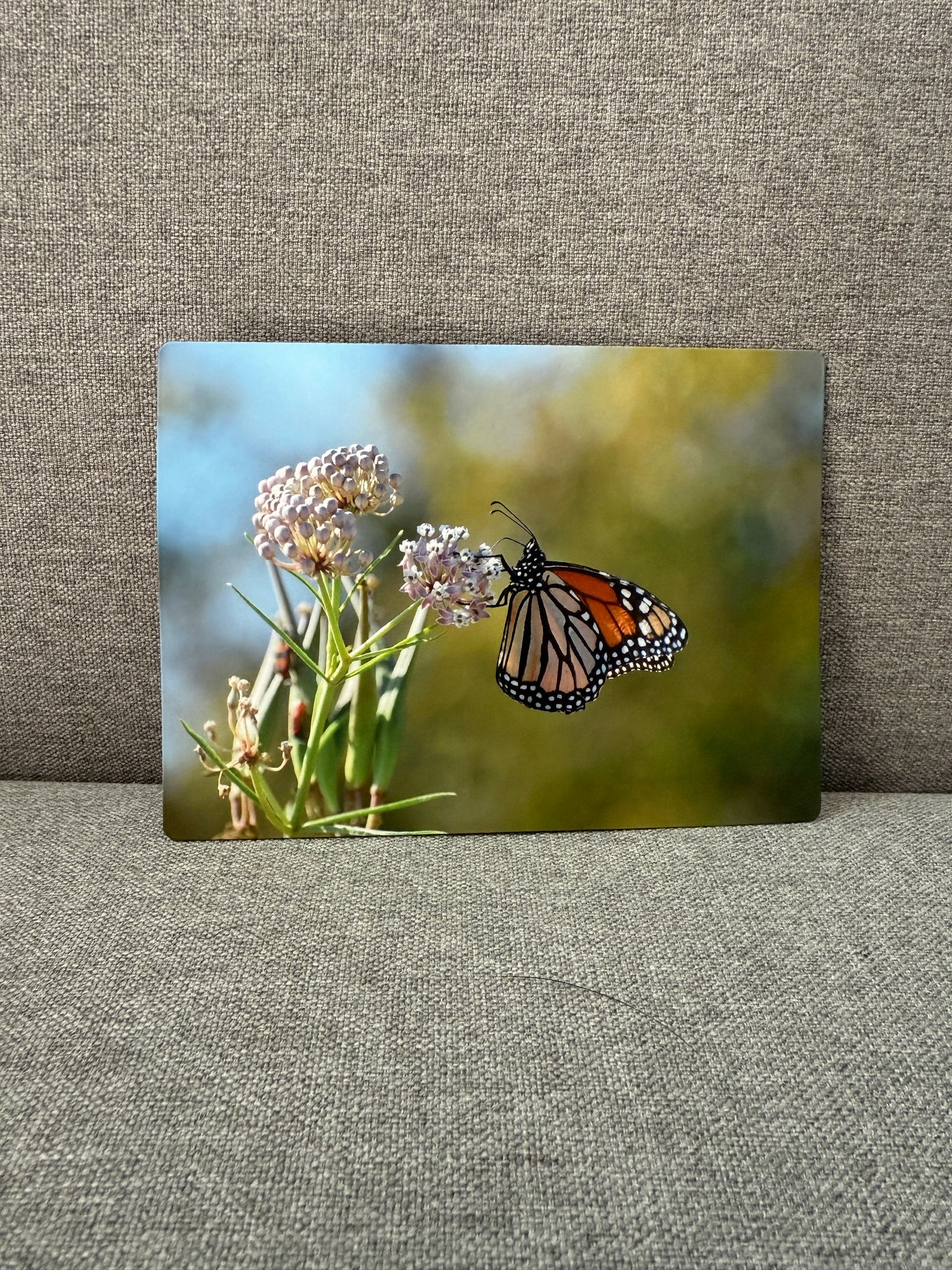 Magnet, Monarch with narrow leaf milkweed.