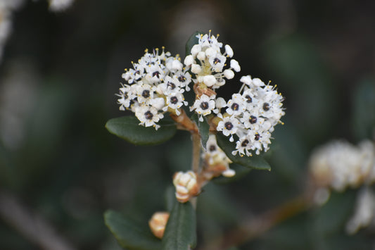 California Buckbrush