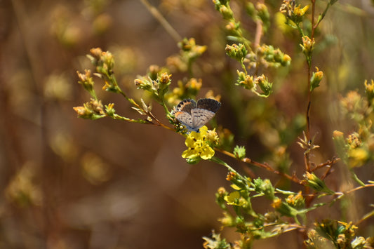 Clustered tarplant