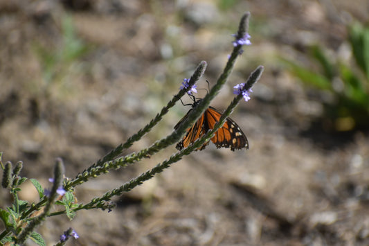 Western vervain
