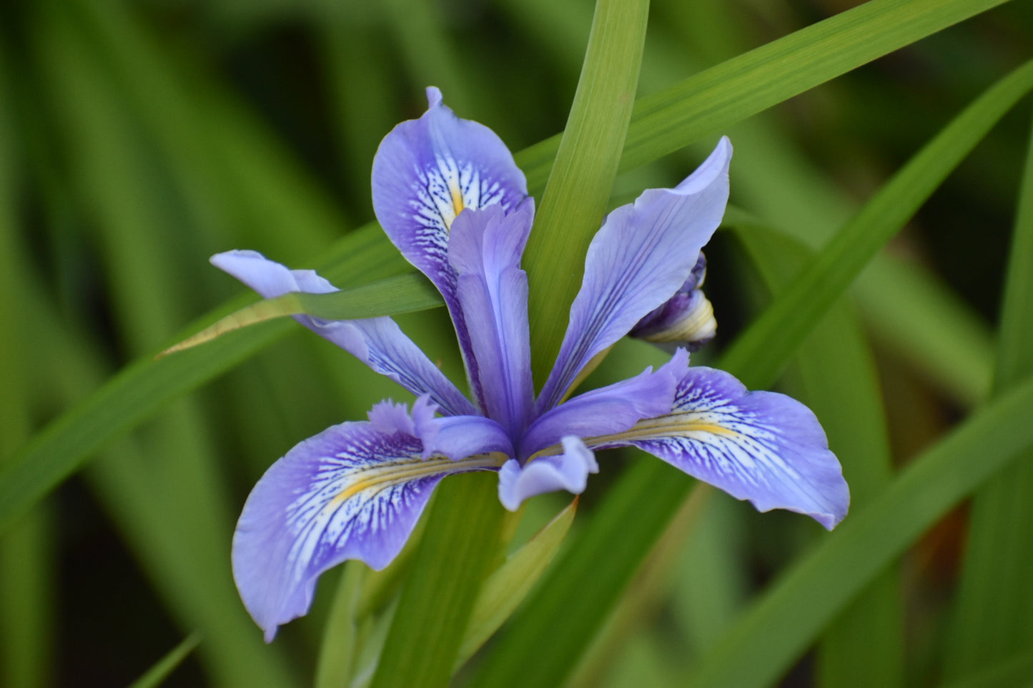 Douglas Iris