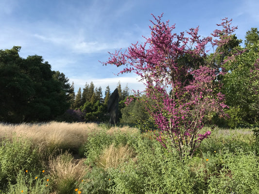 Redbud