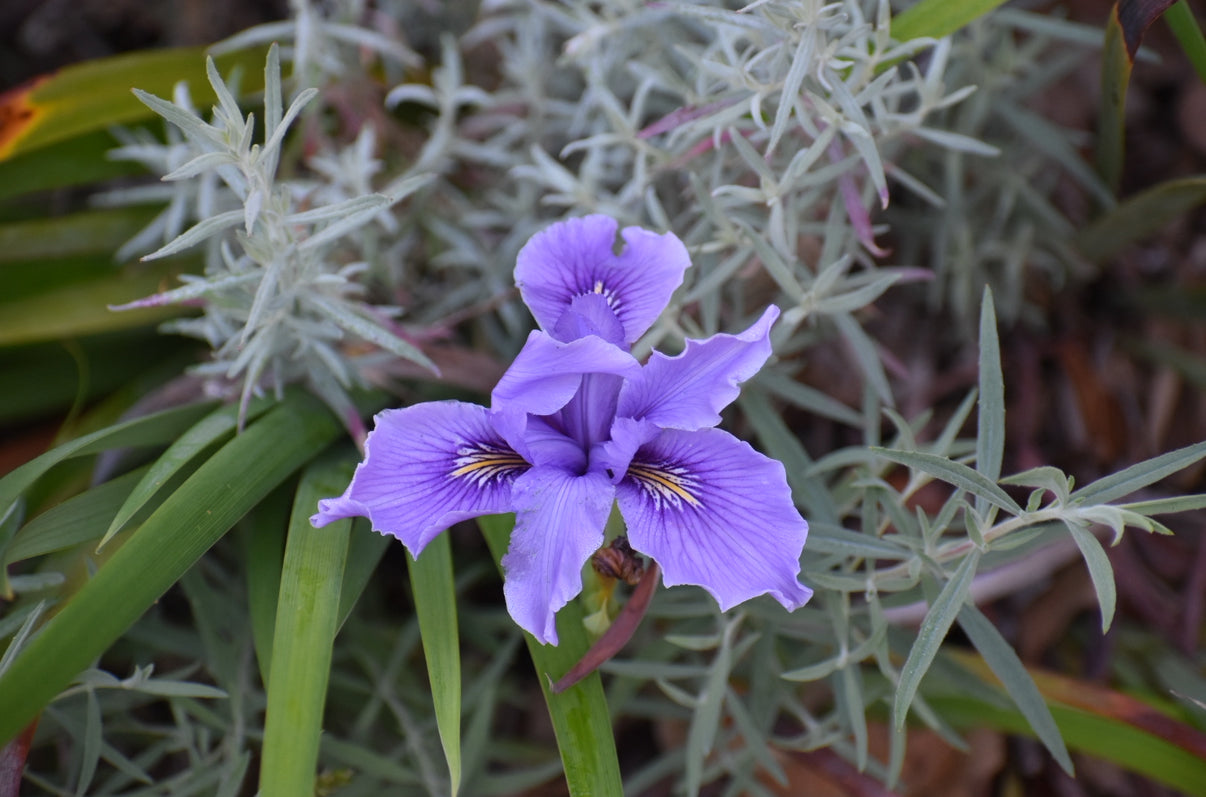 Douglas Iris