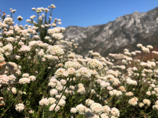 Common Buckwheat