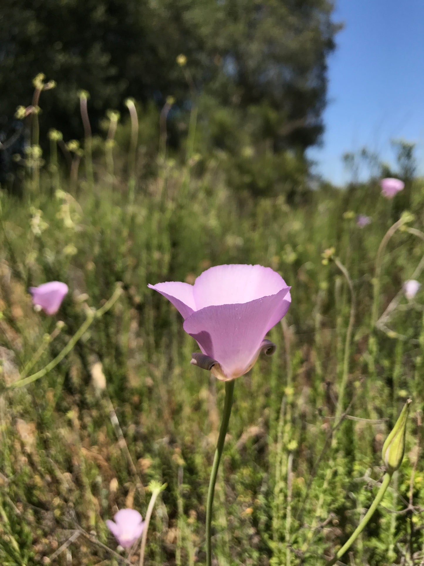 Splendid Mariposa lily