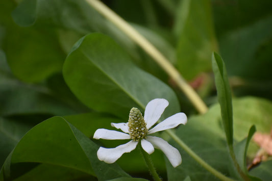 Yerba Mansa
