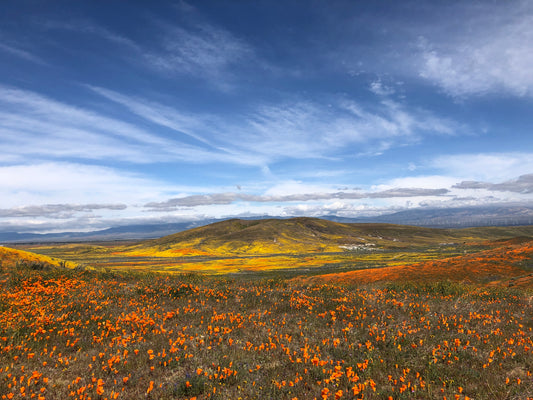 Wildflower mix
