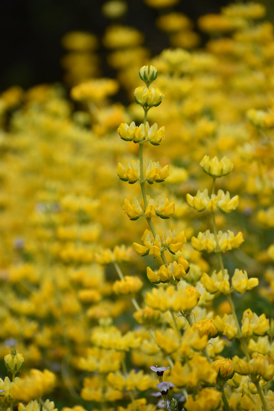 Chick lupine