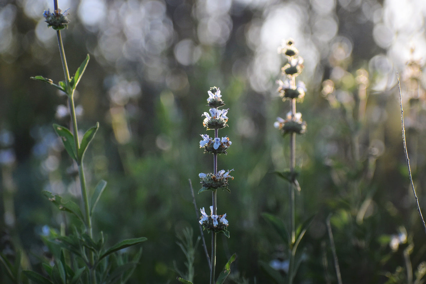 Black sage