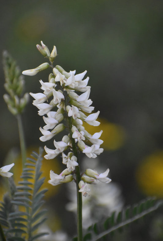 Coastal milkvetch